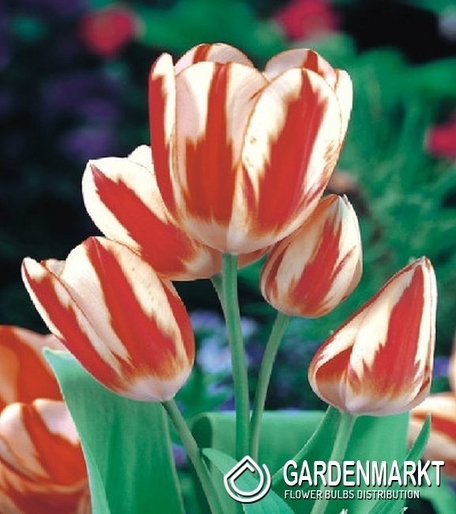 Tulip Multiflowering Sylvia Warder 5 pcs