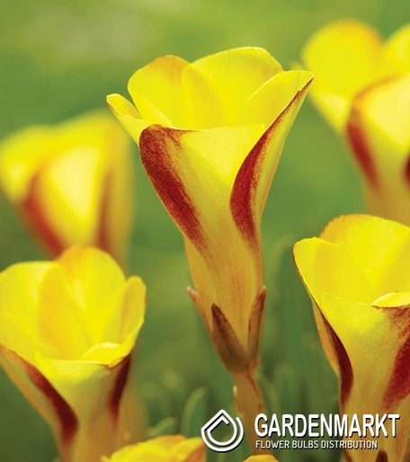 Oxalis Golden Cape 1 pcs