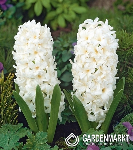 Hyacinth Carnegie 10 pcs