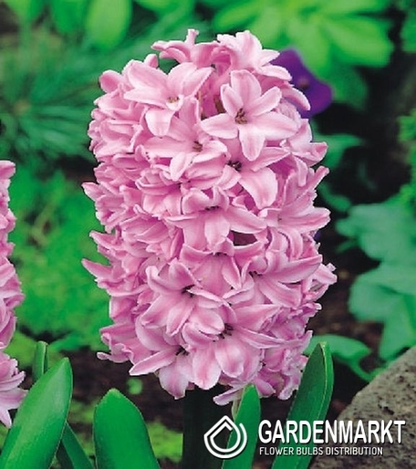 Hyacinth Fondant 10 pcs