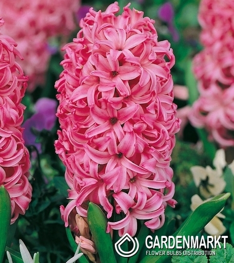 Hyacinth Pink Pearl 5 pcs