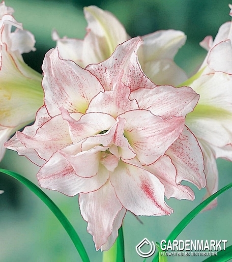 Hippeastrum Amaryllis Aphrodite 1 pcs