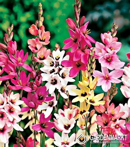 Ixia Mixed 20 pcs
