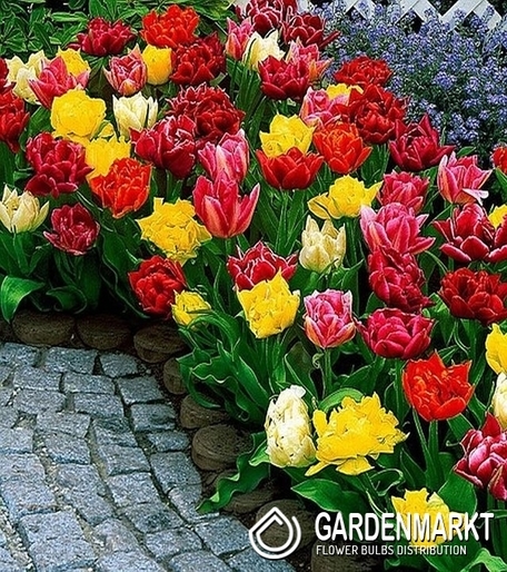 Pot Tulip Mix 50 pcs