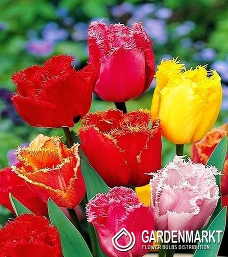 Fringed Tulip Mix 25 pcs