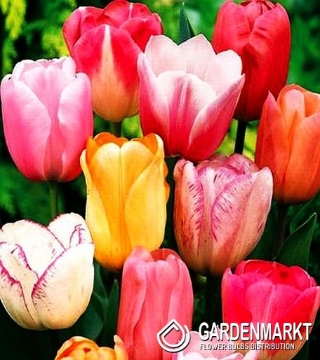 Triumph Tulip Mix 25 pcs