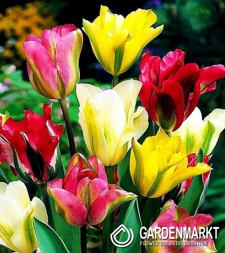 Virindiflora Tulip Mix 25 pcs