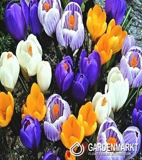 Large Flowered Crocus Mix 100 pcs