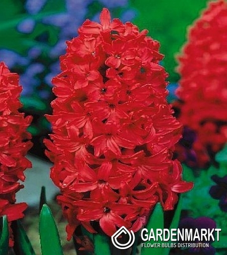 Hyacinth per kg Red 1 kg
