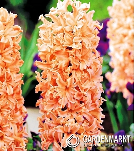 Hyacinth per kg Orange 1 kg