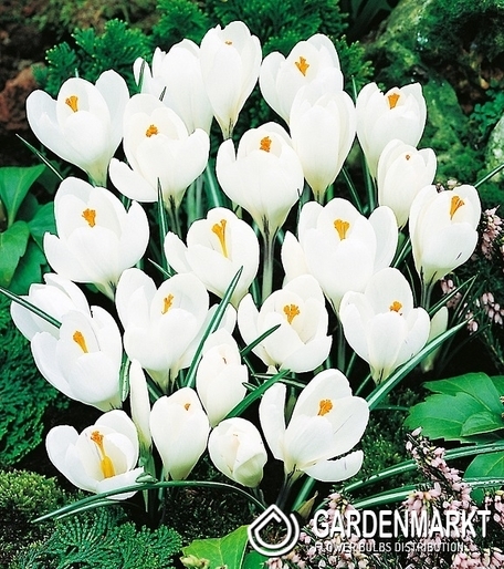 Crocus White 100 pcs