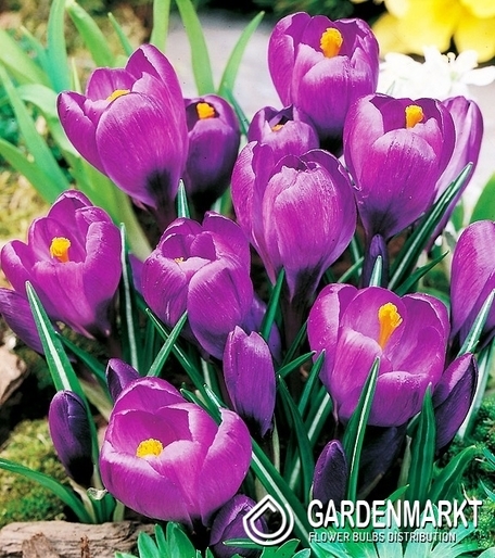 Crocus Purple 100 pcs