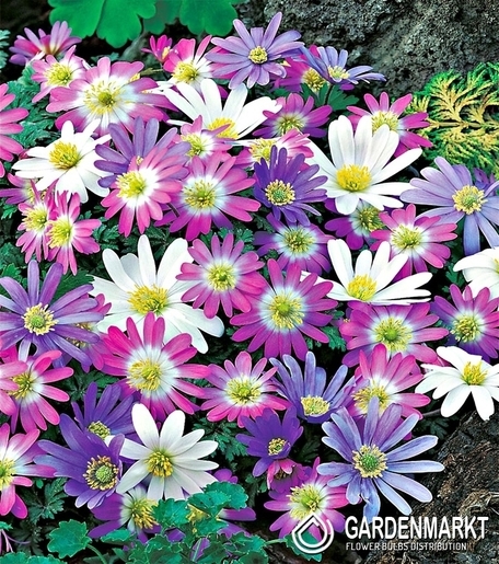 Anemone Blanda Mix 10 pcs