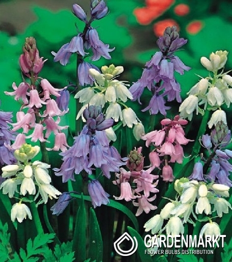 Scilla Mix 50 pcs