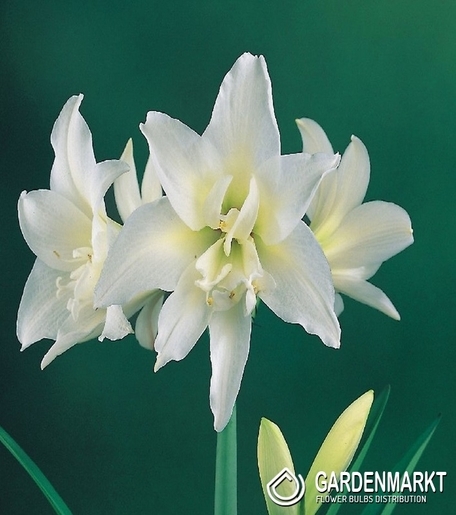 Hippeastrum Amaryllis Jewel 1 pcs