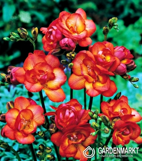 Freesia Double Red 10 pcs