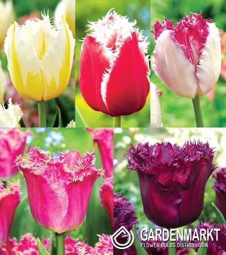 Pack Fringed Tulip 2