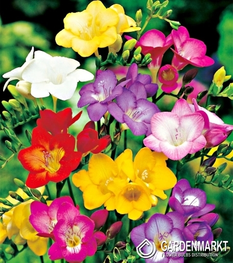 Freesia Single Mixed 10 pcs