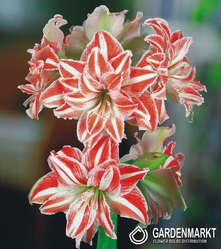 Hippeastrum Amaryllis Dancing Queen 1 pcs