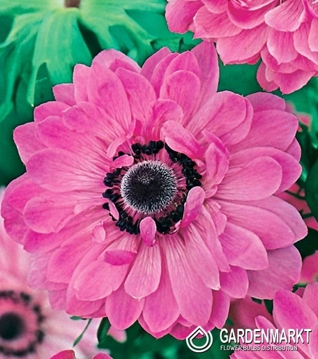 Anemone Admiral 10 pcs