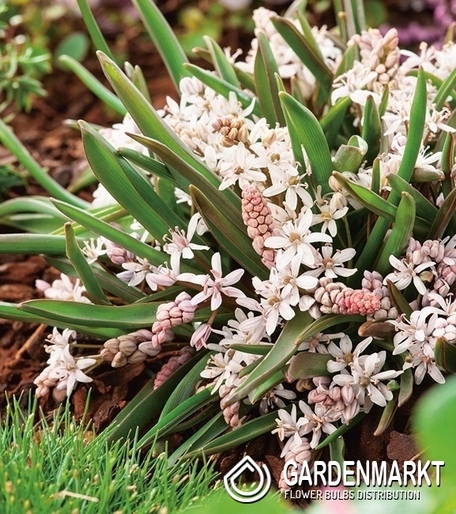 Scilla Bifolia Pink 5 pcs
