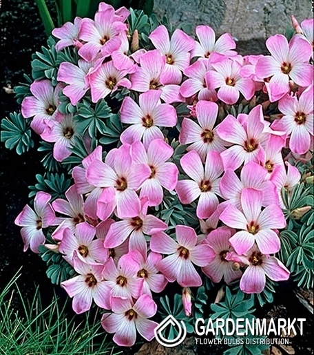 Oxalis Adenophylla 5 pcs