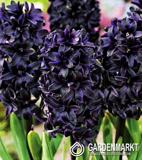 Hyacinth Dark Dimension 1 pcs