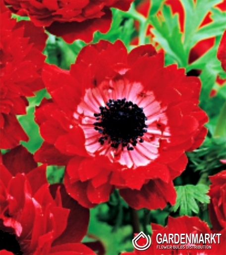 Anemone Governor 10 pcs