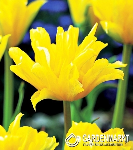 Exclusive Tulip Yellow Spider 5 pcs