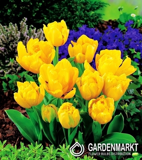 Exclusive Tulip Yellow Baby 5 pcs