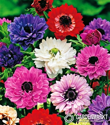 Anemone St. Brigid Mix 10 pcs