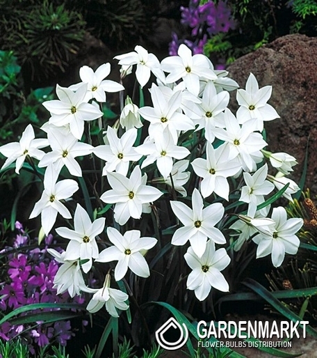 Ipheion Alberto Castello 10 pcs