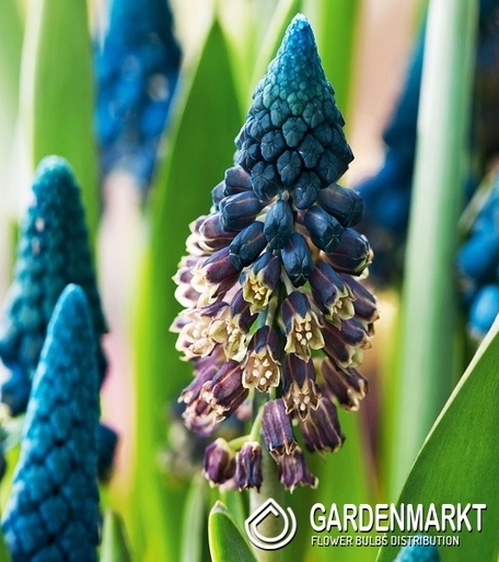 Bellevalia Pycnantha - Muscari Paradoxum 5 pcs