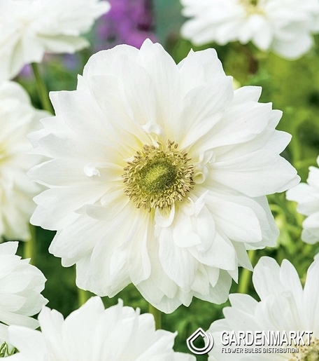 Anemone Mount Everest 10 pcs