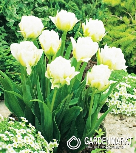 Tulip Global Desire 5 pcs