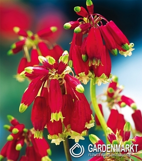 Dichelostemma Ida Maia 5 pcs