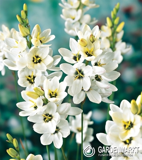 Ixia Giant 10 pcs