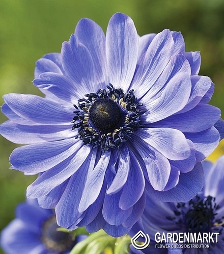Anemone Lord Lieutenant 10 pcs
