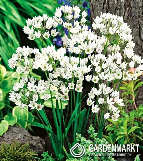 Brodiaea Triteleia Hyacinthina White 10 pcs