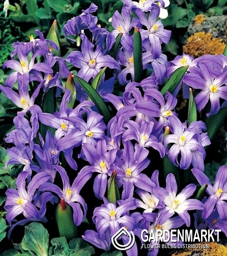Chionodoxa Forbesi Blue - Śnieżnik Niebieski 10 pcs