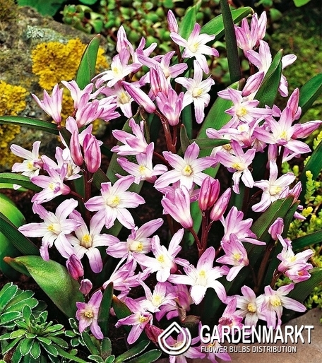 Chionodoxa Forbesi - Śnieżnik Pink Giant 10 pcs