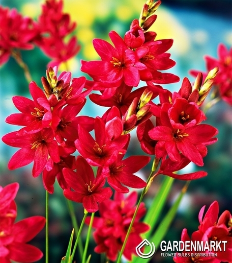 Ixia - Iksja Venus 10 pcs