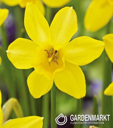 Narcissus Botanic Sailboat Lemon 5 pcs