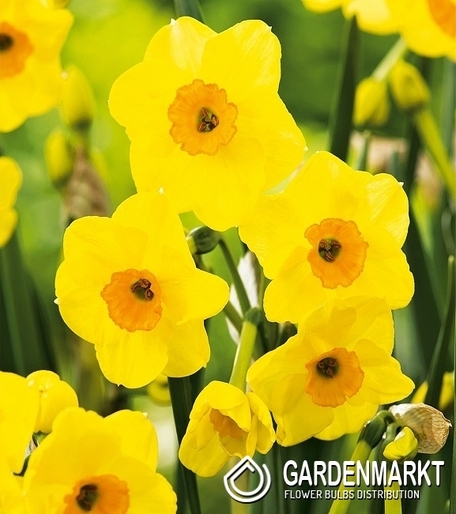 Narcissus Multiflowering Golden Dawn 5 pcs
