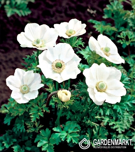 Anemone Bride 10 pcs