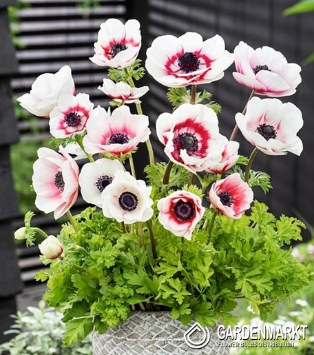 Anemone Bicolor 10 pcs