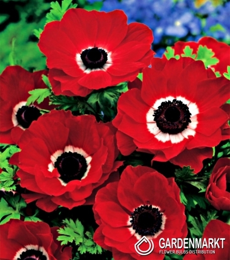 Anemone Hollandia 10 pcs