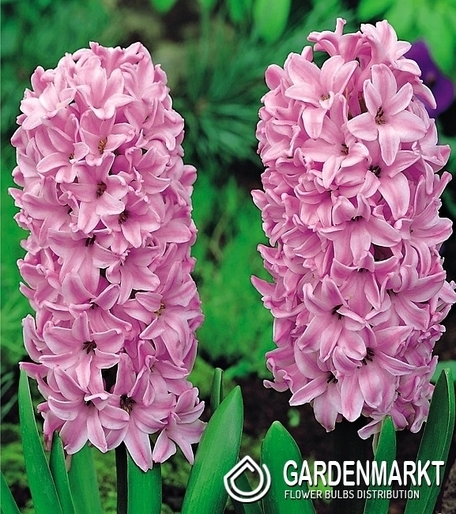 Hyacinth Pink XXL 3 pcs