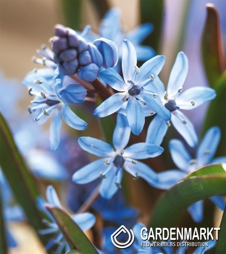 Scilla Bifolia Blue 5 pcs