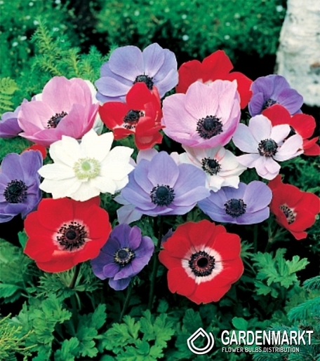 Anemone De Caen Mix 10 pcs